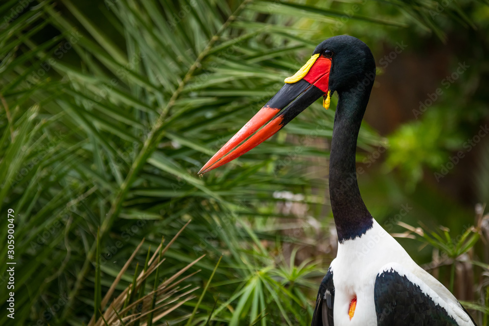 Detailed view of a african Saddle-billed Stork, blurred green nature on background