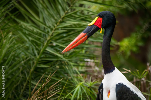 Obraz na płótnie Detailed view of a african Saddle-billed Stork, blurred green nature on background w salonie