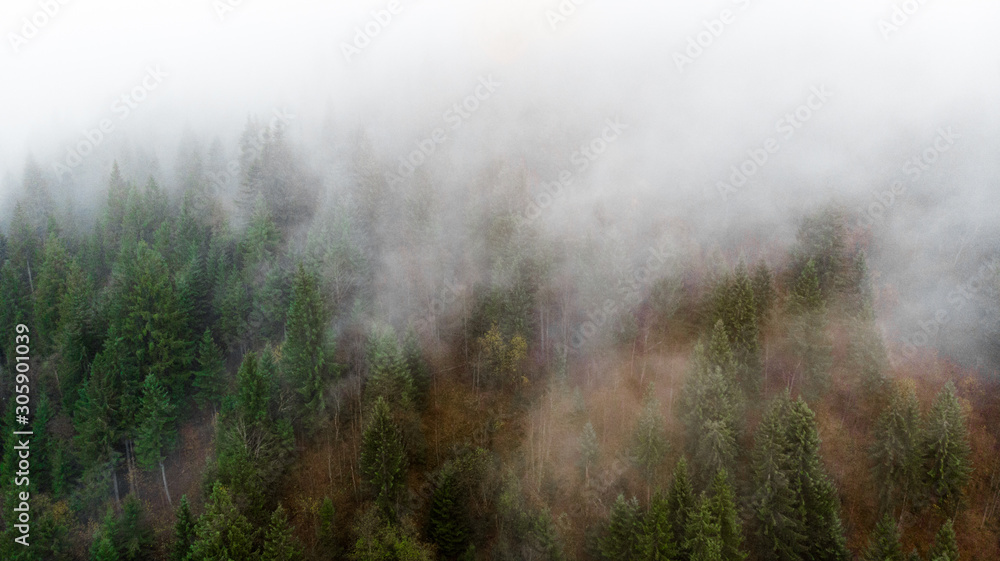 View from a drone to forest through the fog.