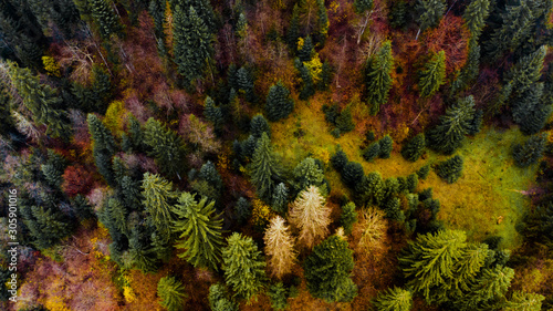 View from a drone to autumn forest in the Carpathian mountains. © Stanislav
