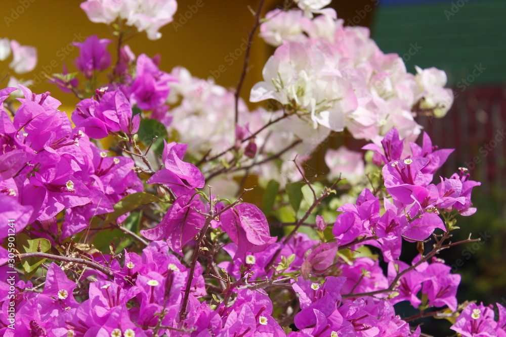Naklejka premium pink flowers of lilac