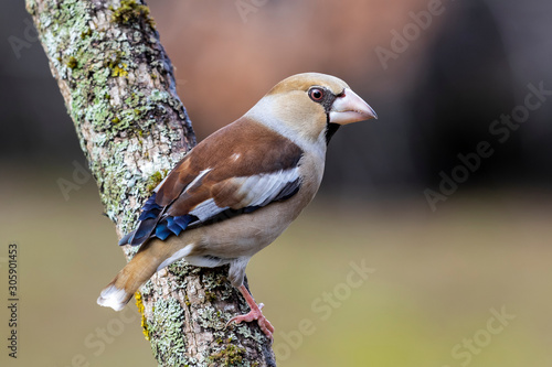 Schilderij op canvas Hawfinch bird (Coccothraustes coccothraustes) sitting on a branch with winter pl
