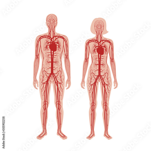 circulatory system anatomy