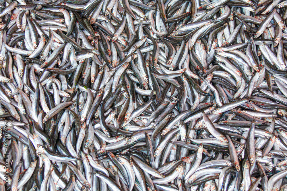 Anchovy Fish (Hamsi) for Sale at Market From Black sea - Organic Seafood Anchovy Fish (Hamsi) for Sale at Market From Black sea - Organic Seafood