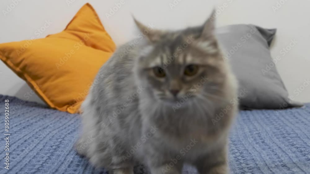 Cat playing with his toy on the bed of blue Cat playing with his toy on the bed of blue