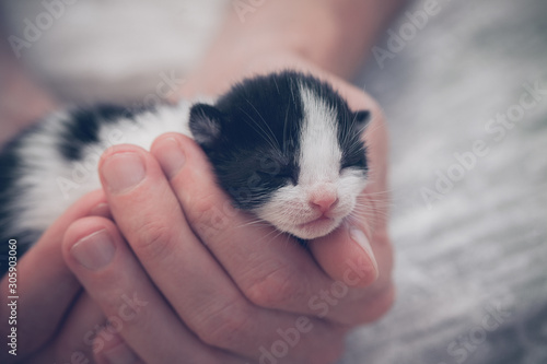Very Little striped kitten in man hands.