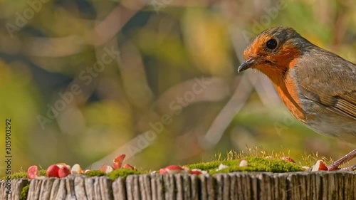 Robin bird feeding on peanuts in the garden.
