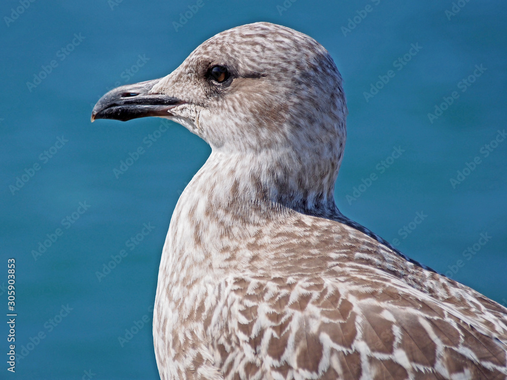 Goéland jeune Goéland jeune
