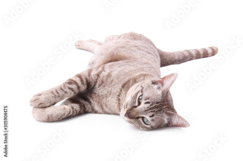 Cute chubby tabby cat isolated on white