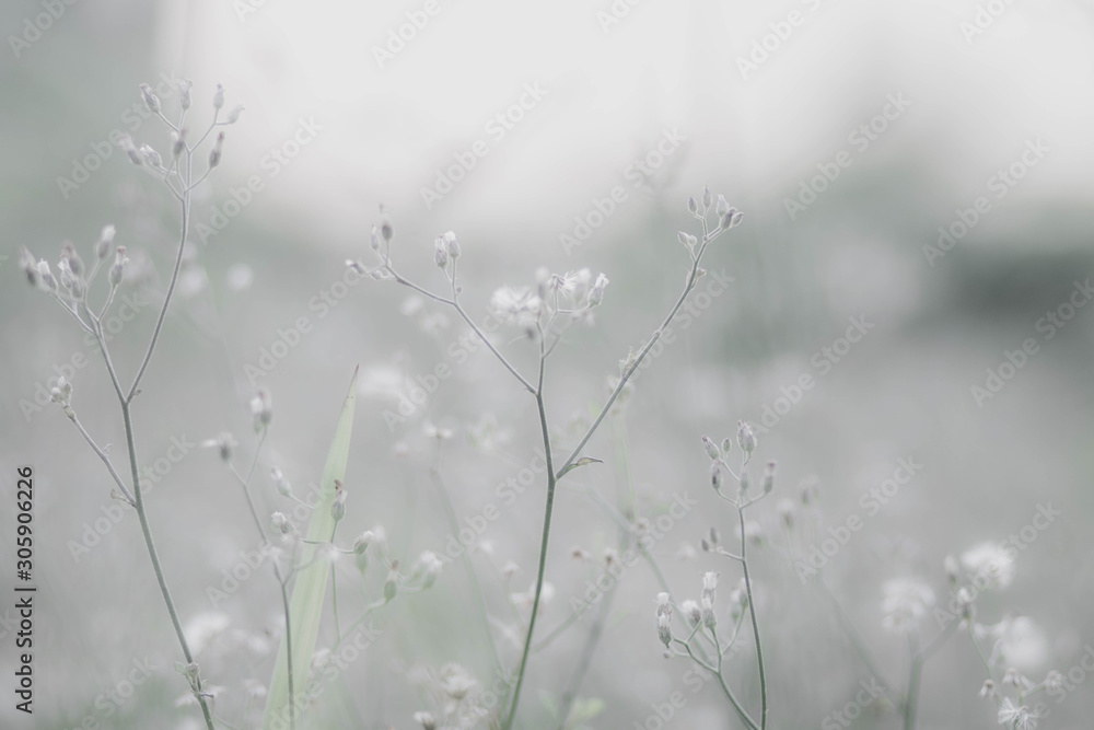 white flowers is out of focus for white background white flowers is out of focus for white background
