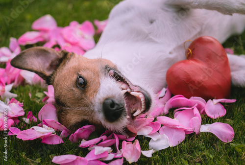 Romantic concept for Valentine's day with red heart and dog on roses petals photo