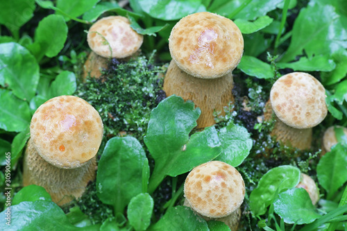 Phaeolepiota aurea, known as golden bootleg or golden cap, wild mushroom from Finland photo