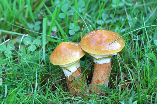 Suillus grevillei, known as Greville's bolete or larch bolete, wild edible mushrooms from Finland