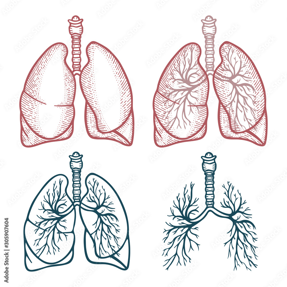 Sketch The Lungs Sketch Handdrawn Illustration Isolated On White  Background Realistic Sketch Human Red Beautiful Healthy Lungs The Lungs  Of A Healthy Person Clean Stock Photo Picture And Royalty Free Image Image