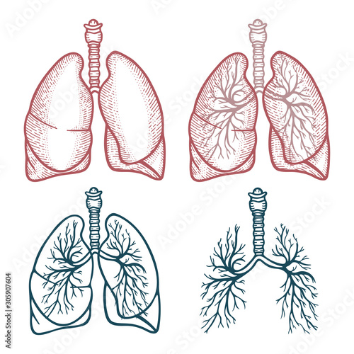 Lungs. Lungs hand drawn vector illustration. Lungs vintage style sketch drawing. Set of different style lungs.
