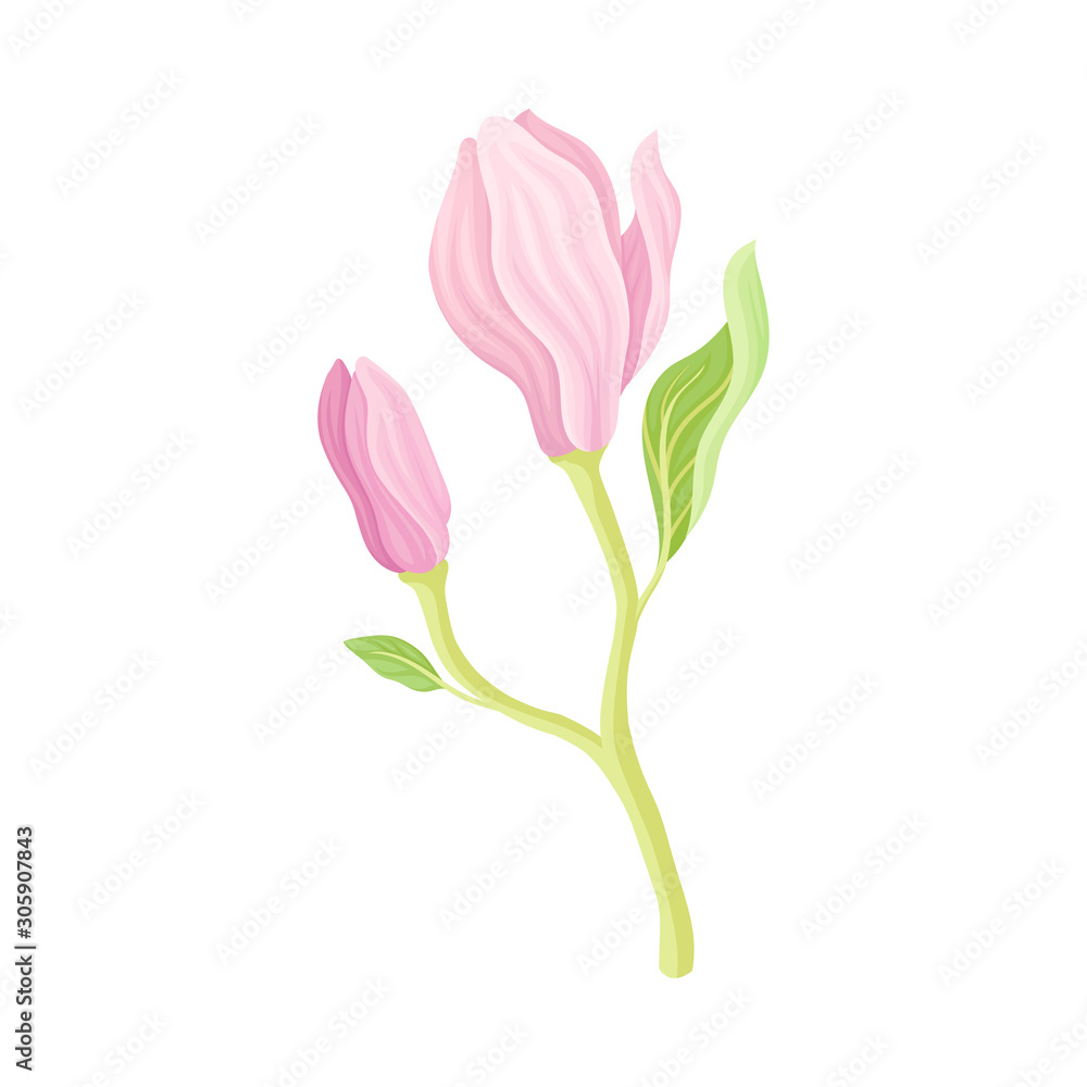 Unbudded and Half Bloomed Magnolia Flower with Green Stalk Vector Item Unbudded and Half Bloomed Magnolia Flower with Green Stalk Vector Item