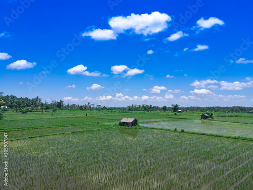 Hut in a middle of green paddy's field and blue sky