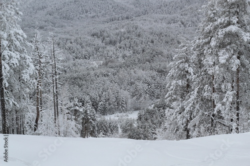 beautiful view of the winter forest and tree tops from the mountain slope