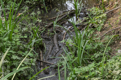 Small creek among grass with a wooden bridge
