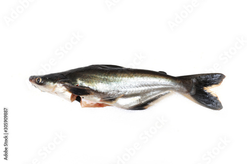 Ikan Patin or Silver Catfish or Iridescent shark fish or scientific name Pangasius Sutchi isolated on white background photo