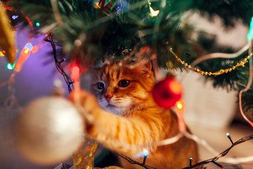 Ginger cat sitting under Christmas tree and playing with toys and lights. Christmas and New year concept