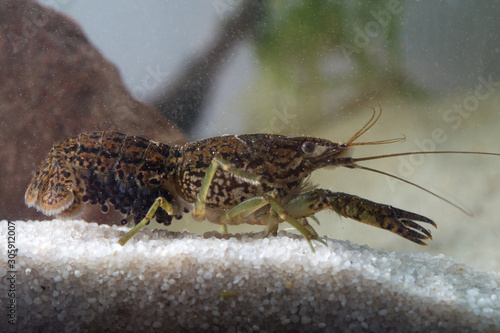 Marbled crayfish,  Procambarus fallax forma virginalis photo