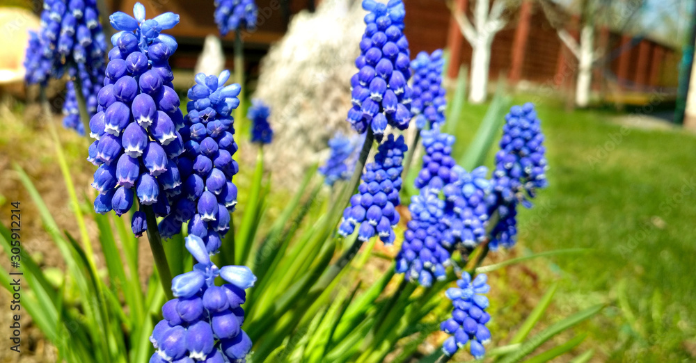 Spring blue flowers. Beautiful spring flower muscari close-up. Spring blue flowers. Beautiful spring flower muscari close-up.