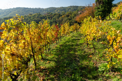 Fototapeta Naklejka Na Ścianę i Meble -  Vineyards in the park of Montevecchia and Curone, Italy, at fall