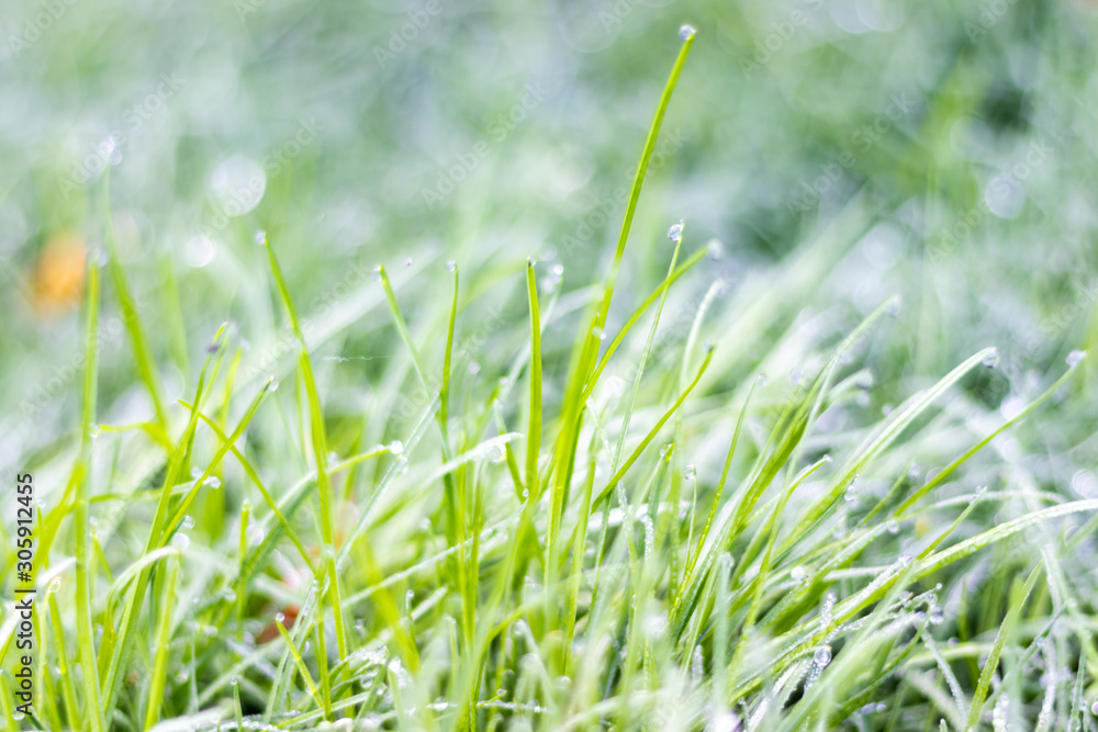 Dew on the top of the grass in the morning Dew on the top of the grass in the morning