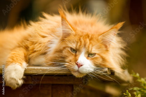 rote Maine Coon © Andrea