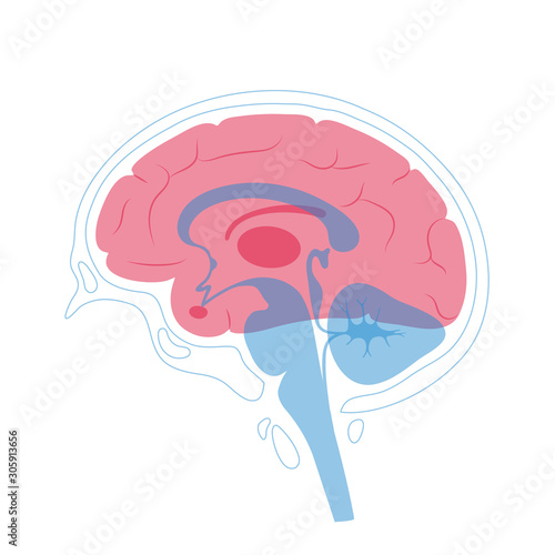 Vector illustration of human brain anatomy 