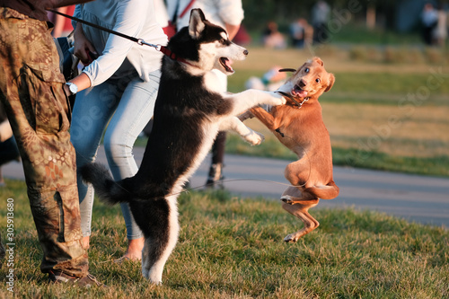 Photography A place for walking dogs