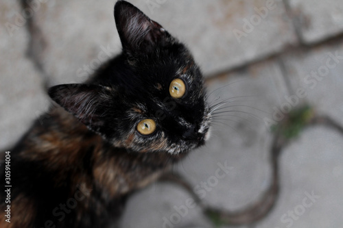 Cute young black-red cat looking up with wonderful gold colored eyes and watching curiously, top down portrait