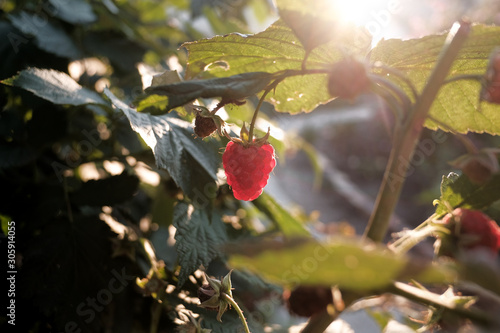 raspberry berry hangs on a branch in the sunlight