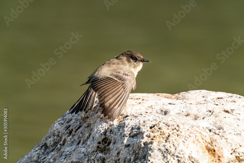 Eastern Phoebe