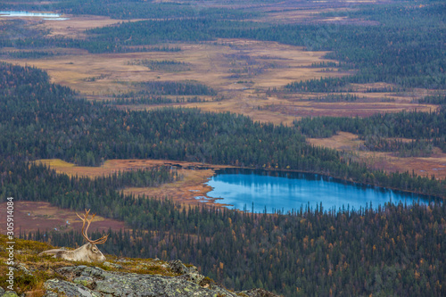 Reindeer in Yllas Pallastunturi National Park, Lapland, Finland