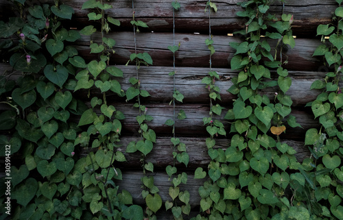 Ivy Leaves Draped Over A Log Wooden Wall