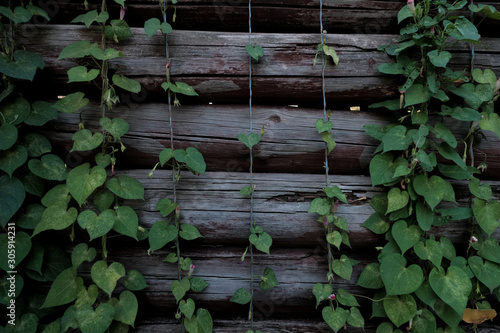 Ivy Leaves Draped Over A Log Wooden Wall
