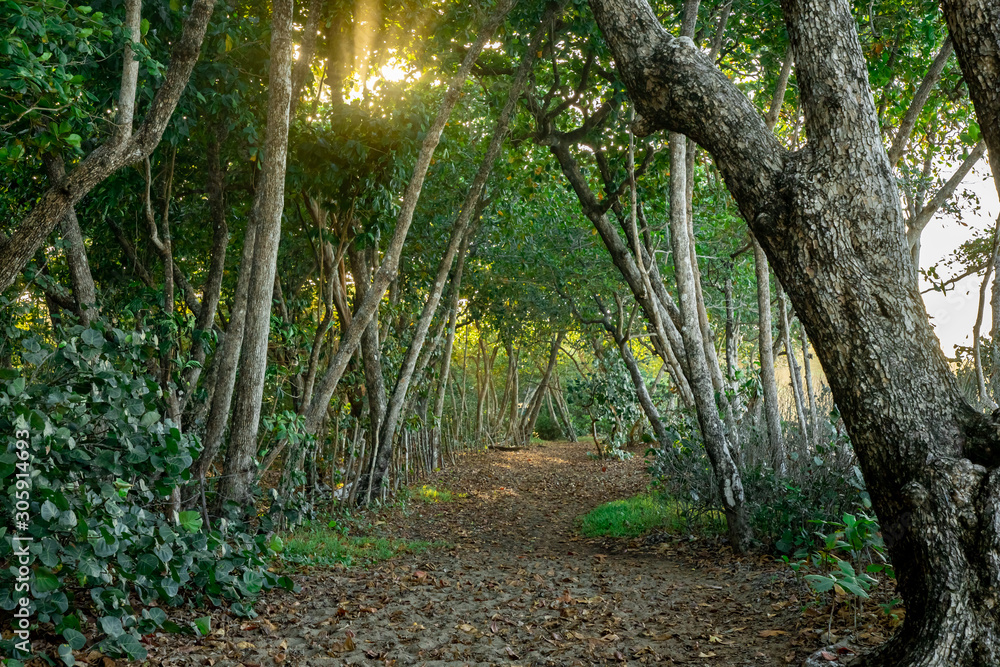 Obraz premium A footpath leading among forest trees, golden sunbeams in the foliage