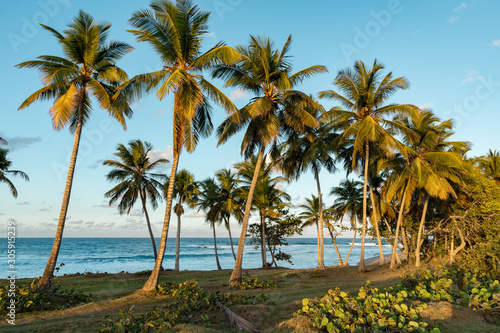 Ocean view  through palm trees at sunset  serene background
