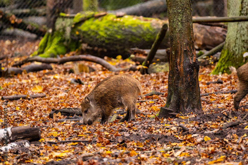 Obraz premium landscape with wild boar in autumn forest