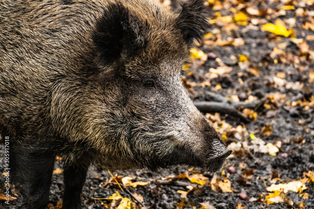 landscape with wild boar in autumn forest landscape with wild boar in autumn forest