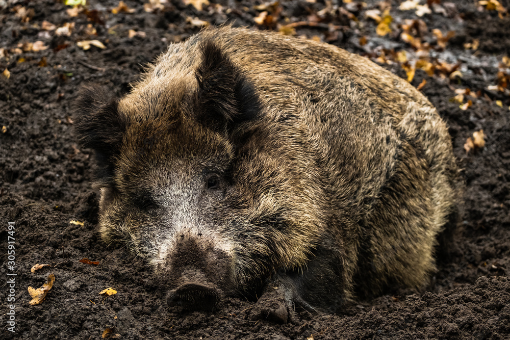 landscape with wild boar in autumn forest landscape with wild boar in autumn forest