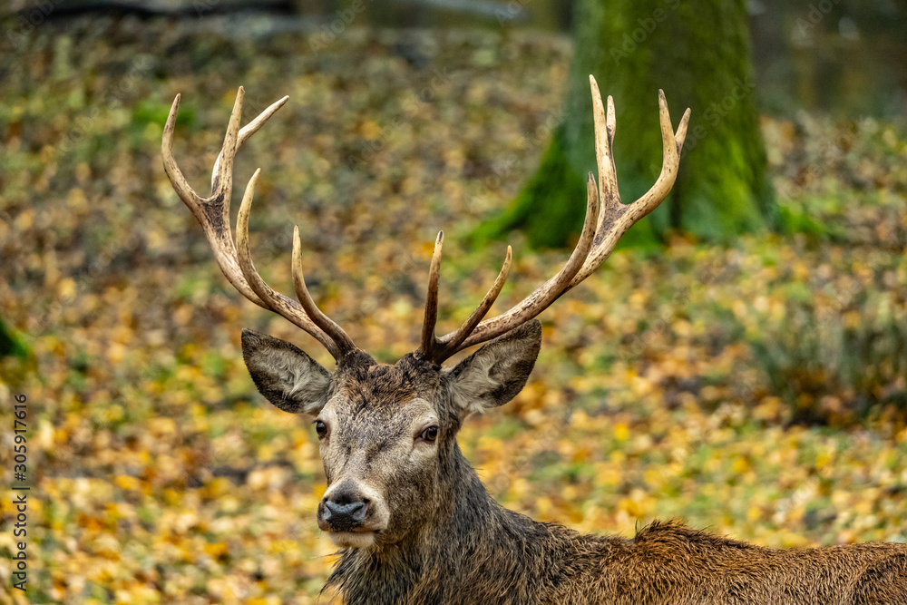 landscape with deer in autumn forest landscape with deer in autumn forest