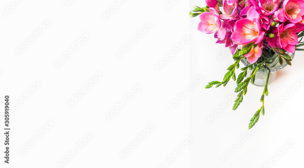 bloom of pink freesias flowers isolated on white