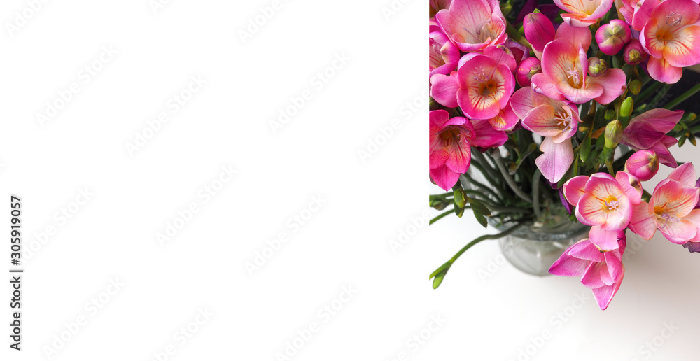 bloom of pink freesias flowers isolated on white