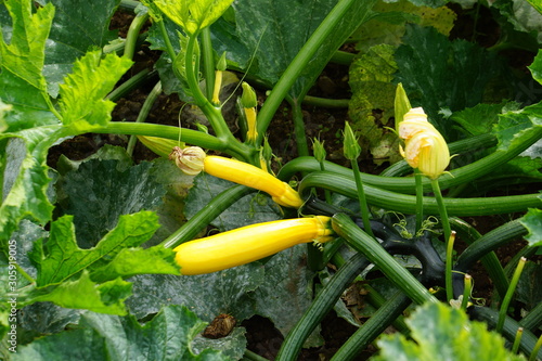 Photos Courgette Gold Rush F1