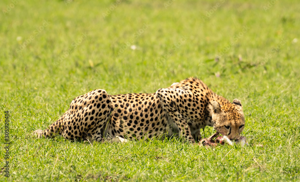 Obraz premium Cheetah eating a baby antelope in Masai Mara