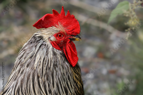 Rooster Head Closeup