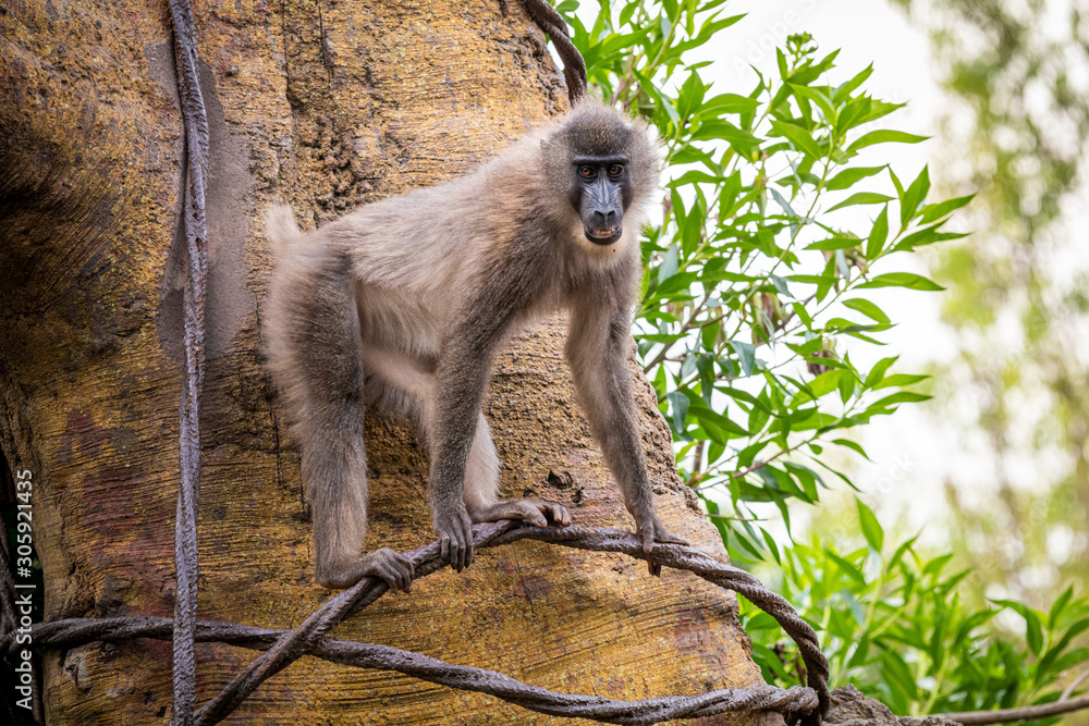 Cherry-crowned mangabey monkey, also known as the red-capped mangabey, collared mangabey, or the white-collared mangabey